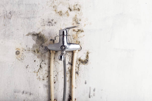 Best Mold Damage Repair  in Forest View, IL