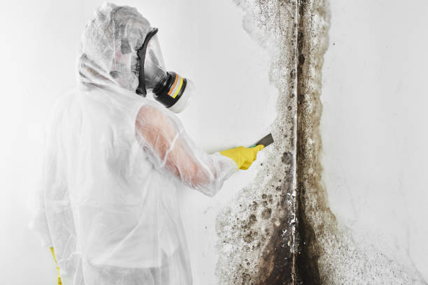 Best Attic Mold Removal  in Forest View, IL
