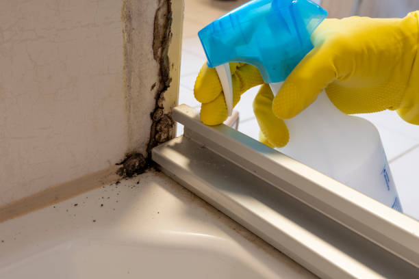 Home Mold Removal in Forest View, IL