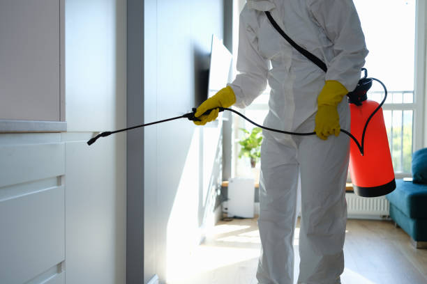 Best Toxic Mold Removal  in Forest View, IL