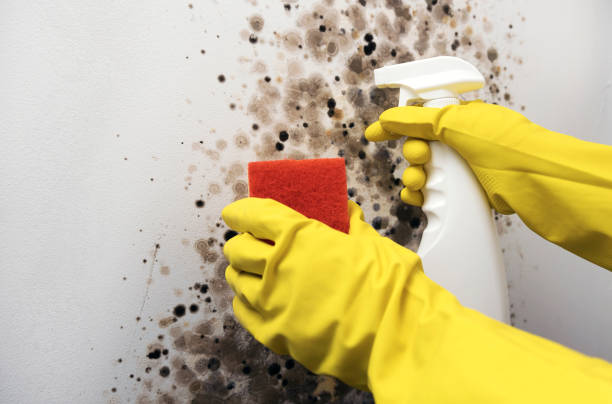 Best Commercial Mold Removal  in Forest View, IL