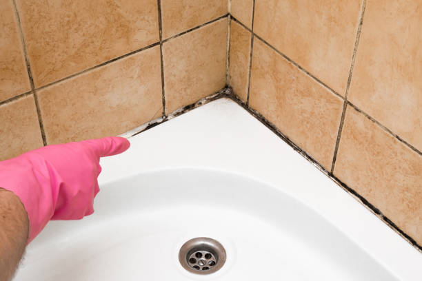 Best Residential Mold Removal  in Forest View, IL