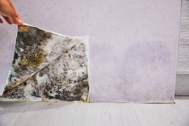 Best Crawl Space Mold Removal  in Forest View, IL